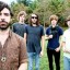 Foals